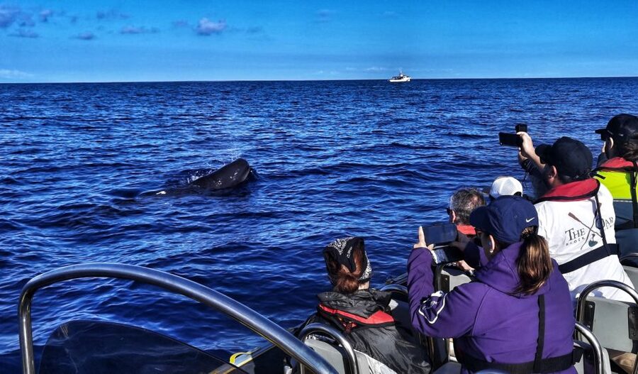 Terceira: Whale and Dolphin Watching in a Zodiac Boat - Leaving Angra do Heroísmo from Marina de Angra
