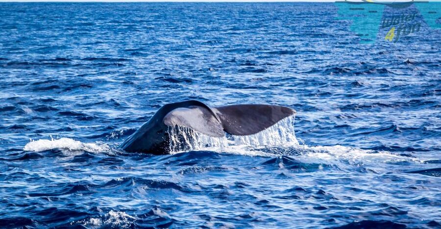 Terceira: Whale and Dolphin Watching in a Zodiac Boat - Searching the Atlantic for the first signs of wildlife