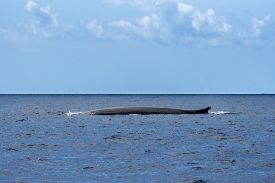 Terceira: Whale and Dolphin Watching in a Zodiac Boat - Dolphins, whales, and the luck of the day