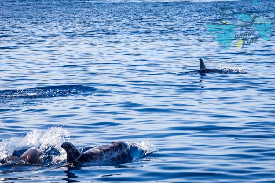 Terceira: Whale and Dolphin Watching in a Zodiac Boat - Respectful wildlife viewing, not a staged show