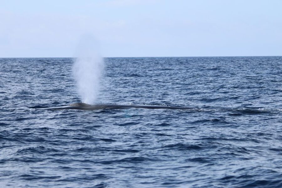 Terceira: Whale and Dolphin Watching in a Zodiac Boat - The coastline and the return to Angra