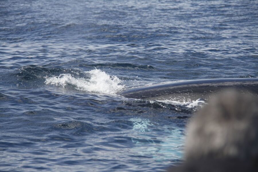 Terceira: Whale and Dolphin Watching in a Zodiac Boat - Who will enjoy this tour most?