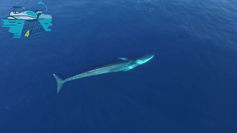 Terceira: Whale and Dolphin Watching in a Zodiac Boat - Should you book the Terceira zodiac whale tour?