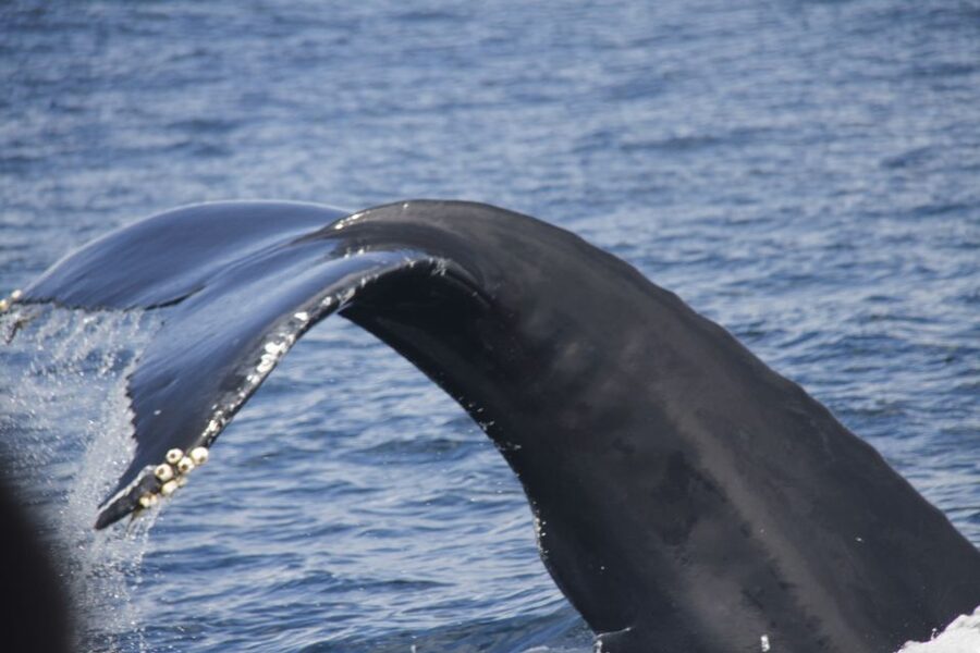 Terceira: Whale and Dolphin Watching in a Zodiac Boat - What the zodiac ride feels like