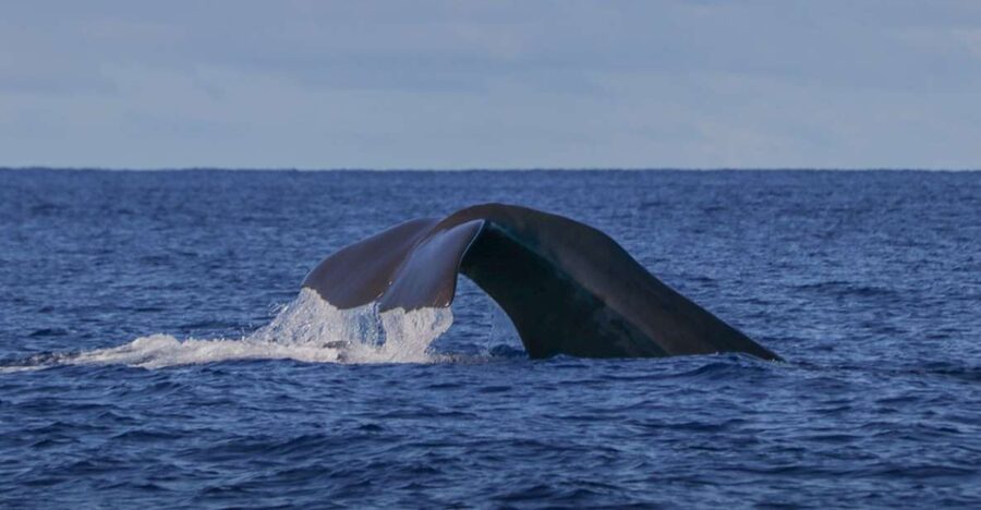 Terceira: Whale & Dolphin Watching | Best Wildlife Tour - Key points to know before you go
