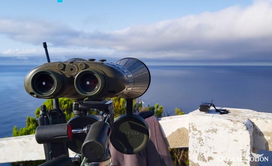 Terceira: Whale & Dolphin Watching | Best Wildlife Tour - Why Terceira is a serious whale-watching destination