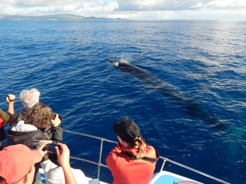 Terceira: Whale & Dolphin Watching | Best Wildlife Tour - What the hydrophone adds