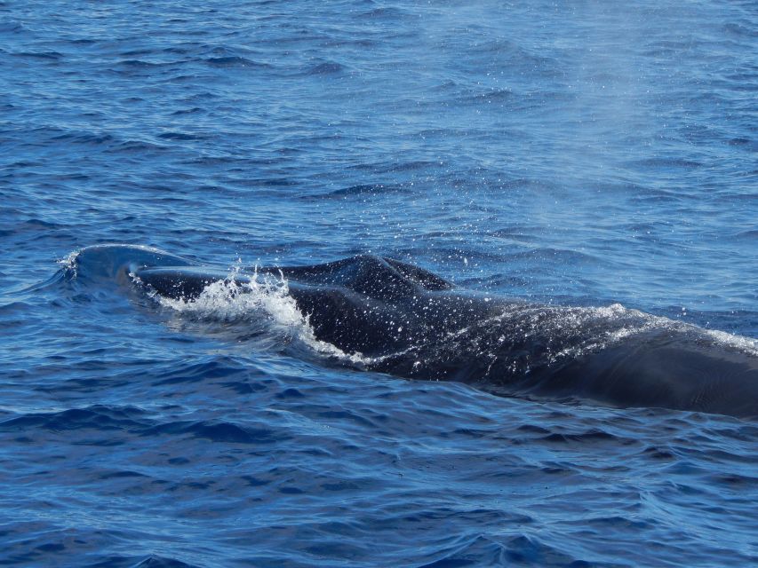 Terceira: Whale & Dolphin Watching | Best Wildlife Tour - The animals you might see