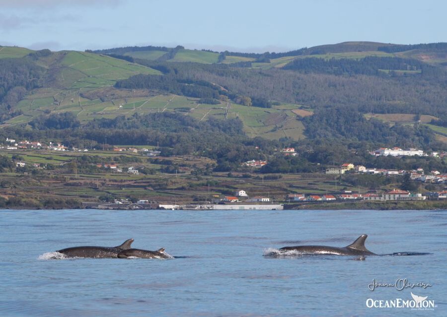Terceira: Whale & Dolphin Watching | Best Wildlife Tour - Comfort, safety, and who should skip it