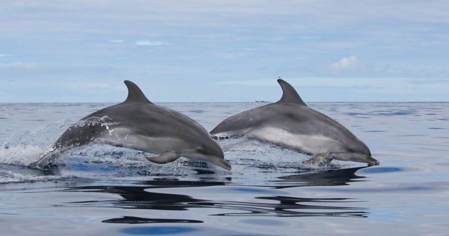 Terceira: Whale & Dolphin Watching | Best Wildlife Tour - Starting at the OceanEmotion office