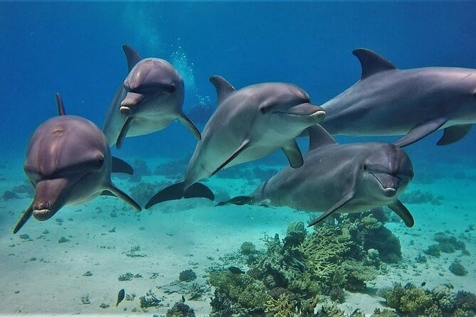 The Dolphin House Royal Sea Trip Adventure in Hurghada - Key Points Before You Book