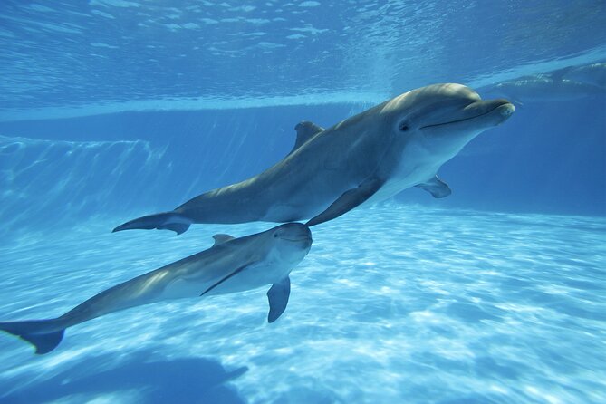 The only Natural Space Dolphin Encounter in Cabo Optional Pickup! - What this dolphin experience actually offers