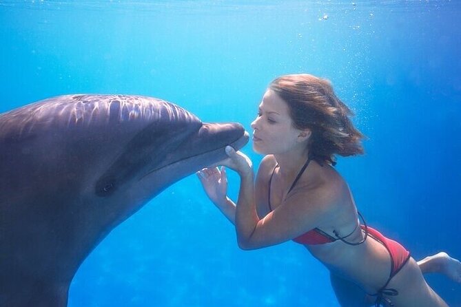 The only Natural Space Dolphin Encounter in Cabo Optional Pickup! - Meeting the Pacific bottlenose dolphin