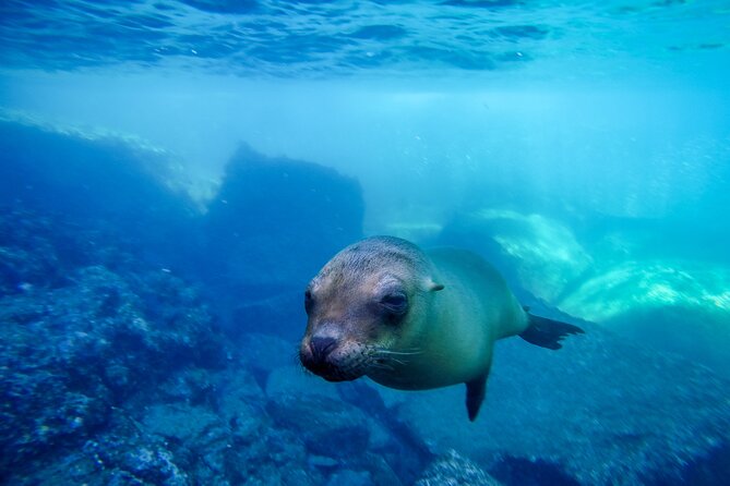 The only Natural Space Dolphin Encounter in Cabo Optional Pickup! - The Cabo sights listed in the itinerary