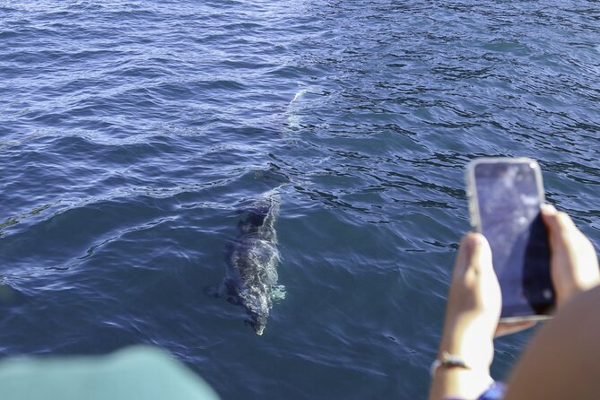 The Original Full day Bay of Islands Cruise with Dolphins - Who Will Enjoy This Most