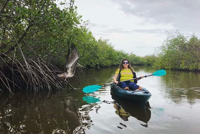Thousand Island Mangrove Tunnel, Manatee & Dolphin Kayak Tour w/Cocoa Kayaking - Why the Thousand Islands work so well for kayaking