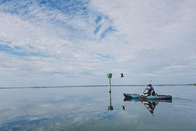 Thousand Island Mangrove Tunnel, Manatee & Dolphin Kayak Tour w/Cocoa Kayaking - Wildlife: what you might see