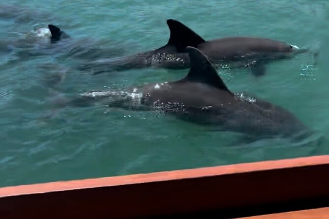 Tiki Time! A Public Cruise to Sandbars, See Dolphins or Sunset. - Key points to know before booking