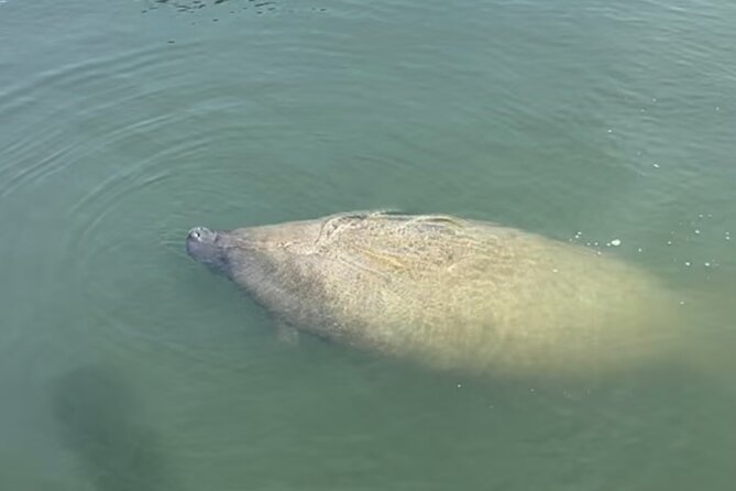 Tiki Time! A Public Cruise to Sandbars, See Dolphins or Sunset. - What the Tiki Time cruise is really offering