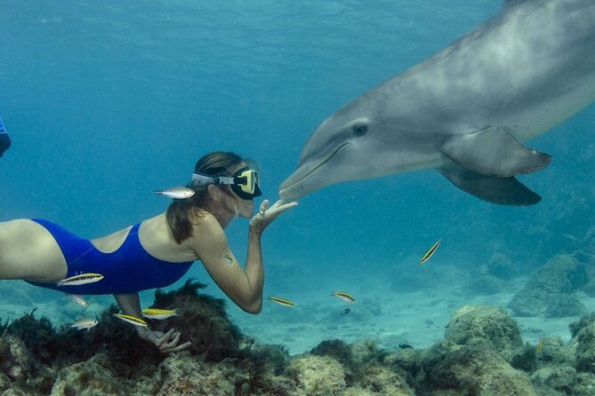 Tour and Swimming at the Dolphin House in Hurghada - Key points to know before booking