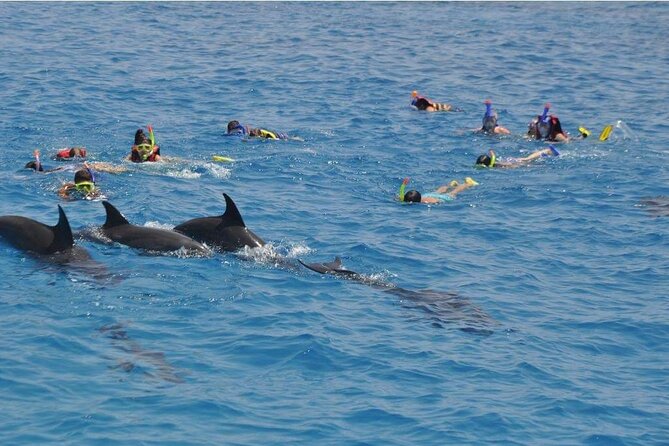 Tour and Swimming at the Dolphin House in Hurghada - What the seven-hour Dolphin House day is really like
