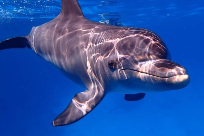 Tour and Swimming at the Dolphin House in Hurghada - The crew is a major part of the experience