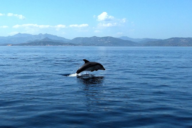 Tour to Figarolo Island with the possibility to observe dolphins - Who will enjoy this Figarolo outing most