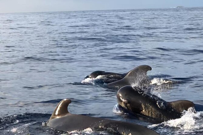 Tour with Whale and Dolphin Watching plus food included - Diego Hernández Bay and the 30-minute swim