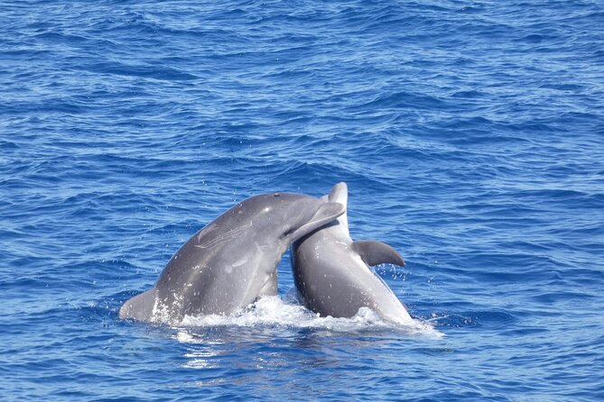 Tour with Whale and Dolphin Watching plus food included - Who should book this trip?