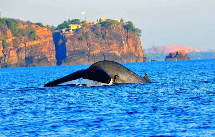 Trincomalee: Dolphin & Whale Watching Boat Tour - Key things to know before booking