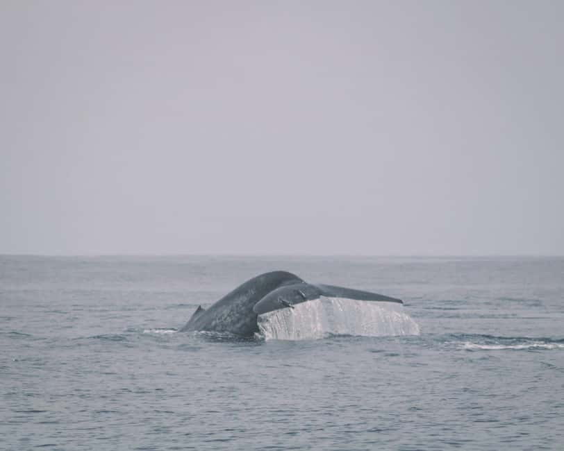 Trincomalee: Dolphin & Whale Watching Boat Tour - Finding spinner dolphins near Trincomalee
