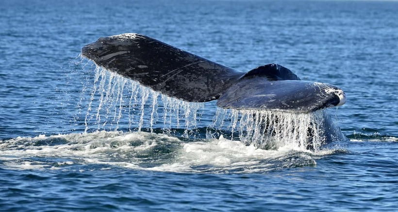 Trincomalee: Whale & Dolphin Safari Tour with Expert Guides - Setting out from Trincomalee before the heat