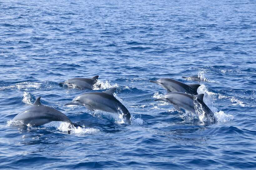 Trincomalee: Whale & Dolphin Safari Tour with Expert Guides - Dolphins are the most likely reward