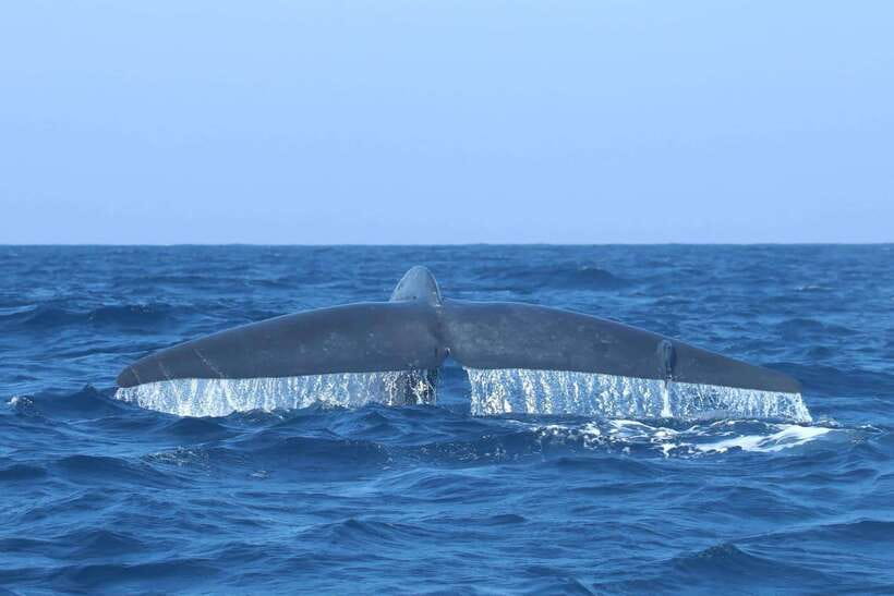 Trincomalee: Whale & Dolphin Safari Tour with Expert Guides - Whale sightings depend on patience and luck