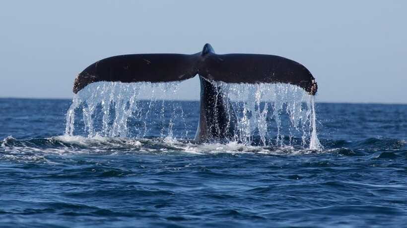 Trincomalee: Whale & Dolphin Safari Tour with Expert Guides - Who should book this Trincomalee safari?