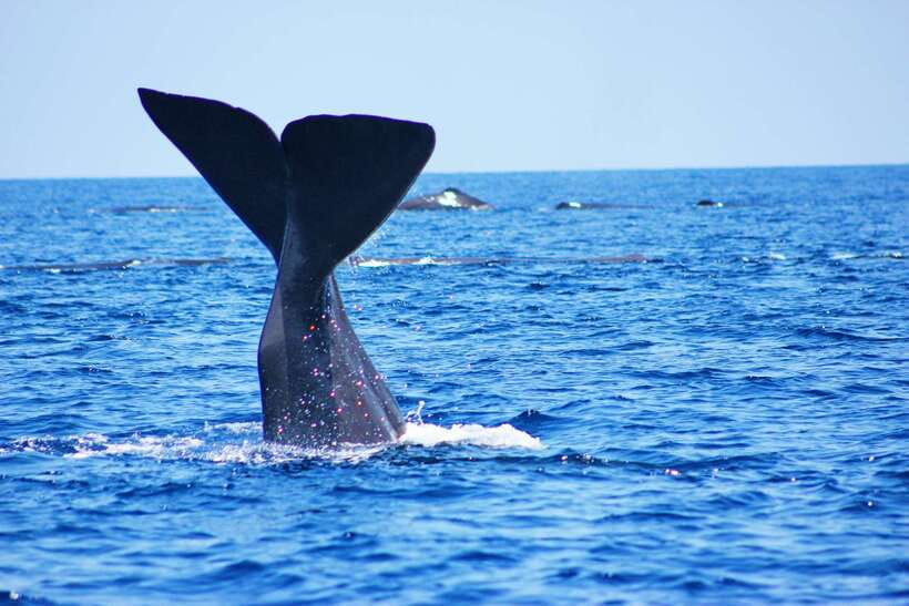 Trincomalee: Whale & Dolphin Safari Tour with Expert Guides - What the first hour at sea feels like