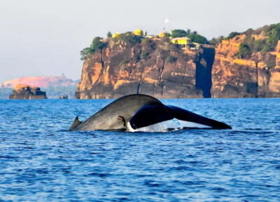 Trincomalee: Whales Watching and Navy Island Snorkeling Tour