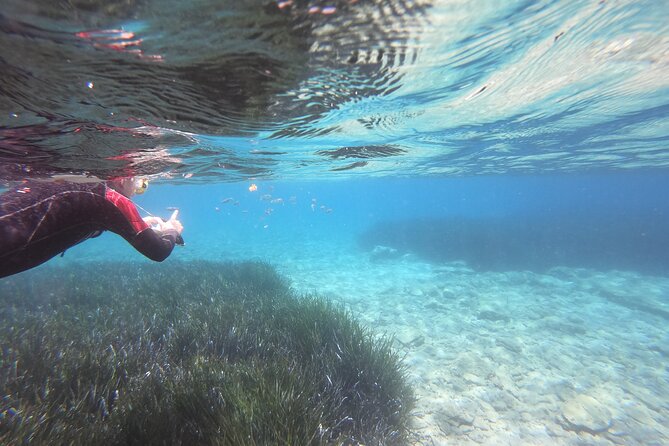 Try Snorkeling in the Sea with the Blue Dolphin Team - Key Points at a Glance