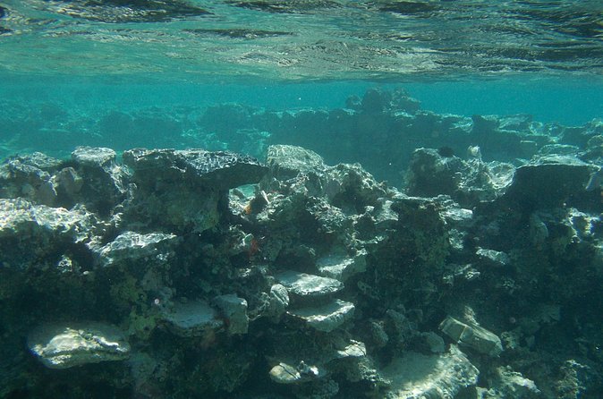 Try Snorkeling in the Sea with the Blue Dolphin Team - Shallow-Water Practice at About 1.5 Meters