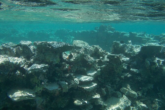 Try Snorkeling in the Sea with the Blue Dolphin Team - About 60 Minutes Looking Beneath Elounda’s Water