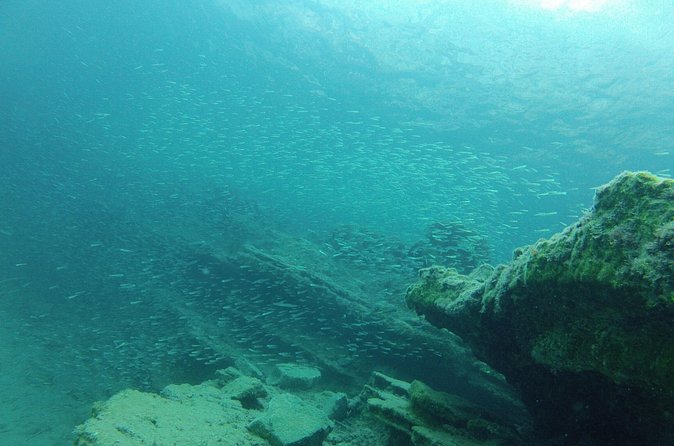Try Snorkeling in the Sea with the Blue Dolphin Team - Who Should Book This Experience