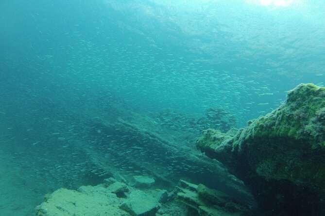 Try Snorkeling in the Sea with the Blue Dolphin Team - What Happens During the First 30 Minutes