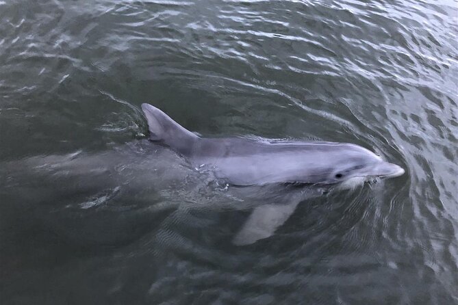 Tubing and Dolphins Up to 6 Guests - Starting at Shelter Cove Lane at 9:00 a.m.