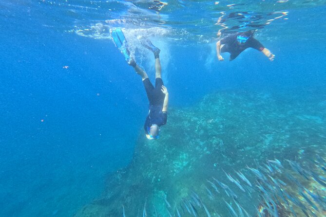 Turtle and Dolphin Watching Kayaking and Snorkeling Tour - Practical Planning Before You Go