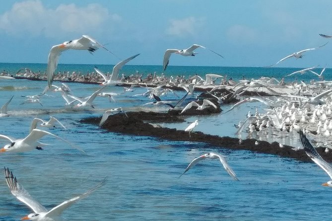 Two-Hour Everglades Dolphin, Manatee and Birding Boat Tour - Starting at Parkway Motel and Marina in Chokoloskee