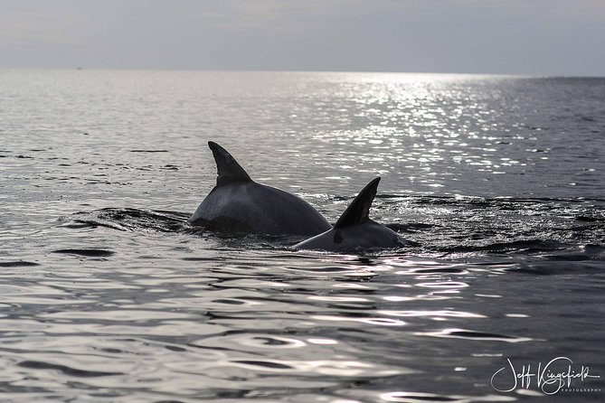 Two-Hour Everglades Dolphin, Manatee and Birding Boat Tour - Shelling and short island stops