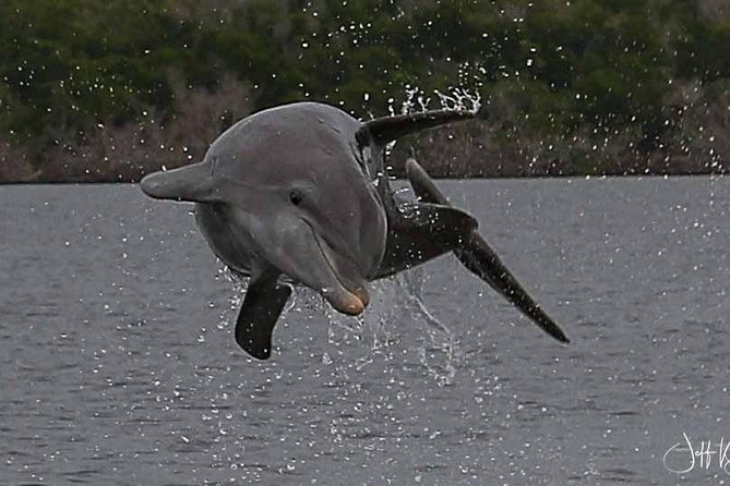 Two-Hour Everglades Dolphin, Manatee and Birding Boat Tour - Is the $109.95 price fair?