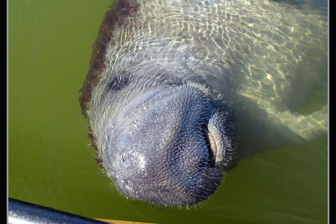 Two-Hour Everglades Dolphin, Manatee and Birding Boat Tour - Weather, cancellations, and planning details