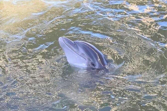 Two Hour Large Group Dolphin Tour - The dolphins are the star of the trip