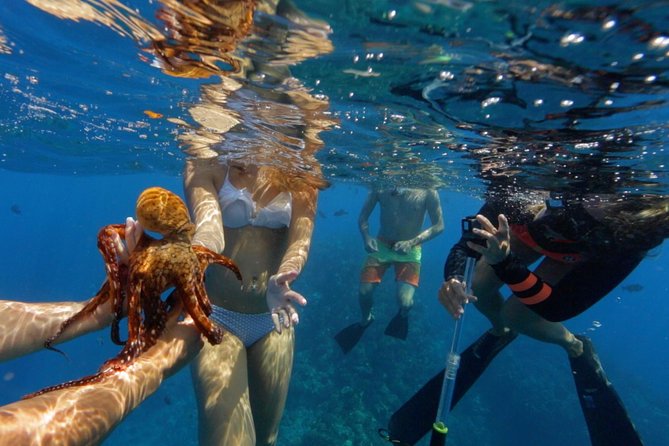 Ultimate 4 Hour Lanai Snorkel and Dolphin Encounter - Snacks, Drinks, and What to Bring